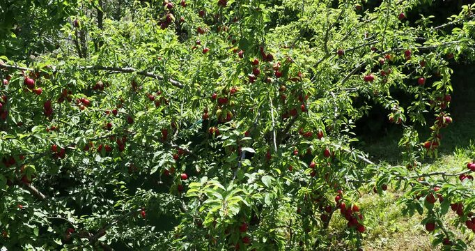 (Prunus domestica mirabella). Wild Mirabellier, a small fruit tree with a spreading and bushy habit producing small red berries on branches swaying slightly in the wind