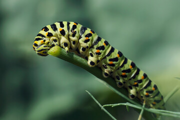 caterpillar crawls along a dill branch and devours it, a pest in the garden, a swallowtail larva, macro photo