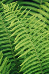 bright green fern leaves, sharply honed leaves, a riot of greenery