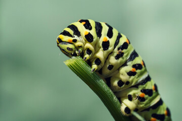 caterpillar crawls along a dill branch and devours it, a pest in the garden, a swallowtail larva, macro photo