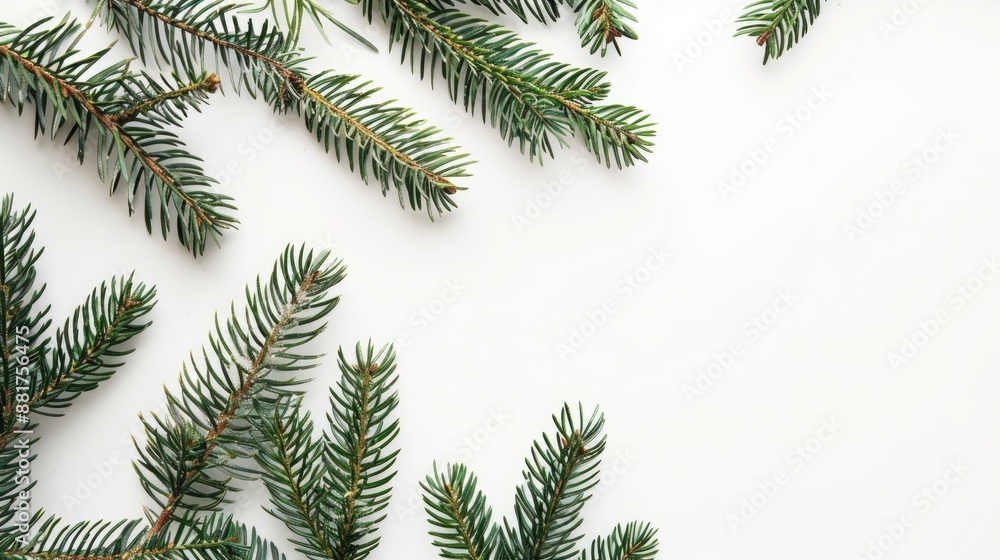 Poster close up of green spruce branches on white backdrop with space for text