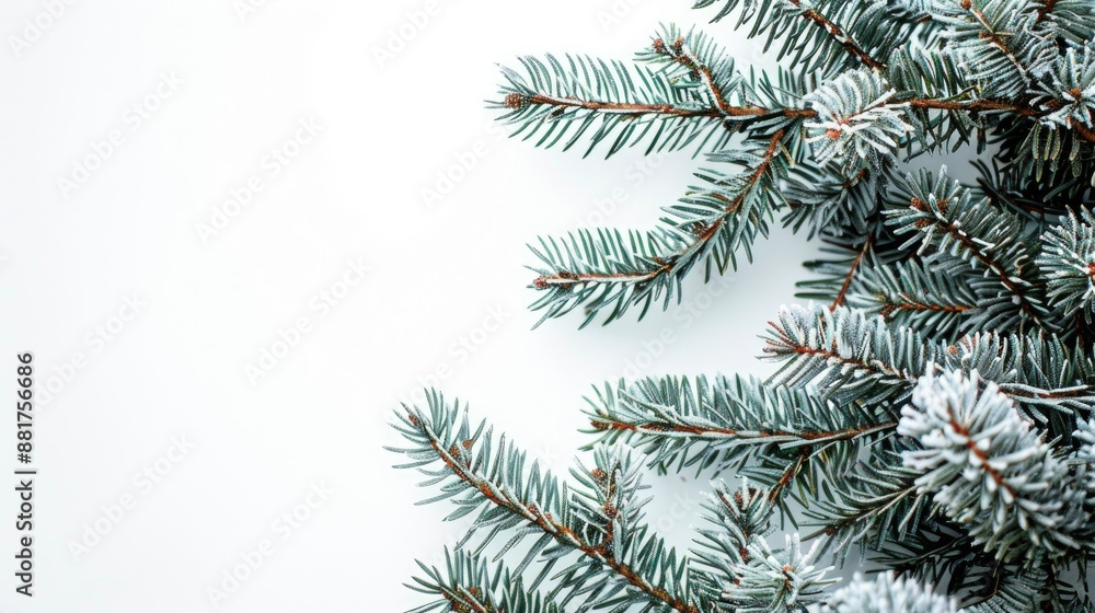 Aufkleber close up of green spruce branches on white backdrop with space for text