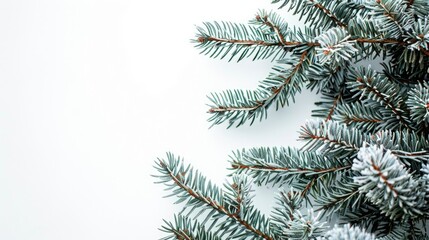 Obraz premium Close up of green spruce branches on white backdrop with space for text