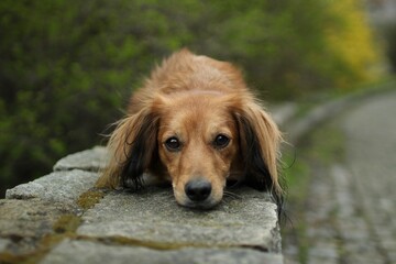 cute dog has his head down in the park.