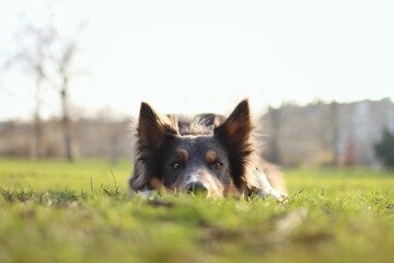 cute dog has his head down. He is trying to hide.