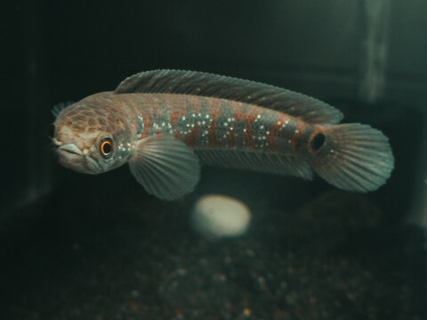 Small Snakehead Asiatica Red Stripe Channa Fish Predator
