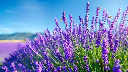 Fototapeta premium Vibrant lavender field in full bloom under a clear blue sky, with bees buzzing around, focusing on the intricate patterns of the purple flowers