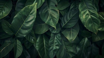 Large green leaves background Natural leaves close up dark green tropical forest Fresh deep foliage texture Nature concept earth : Generative AI