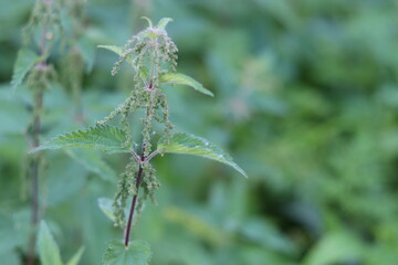 Nettle wild plant nature