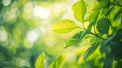 Obraz premium Nature of green leaf in garden at summer Natural green leaves plants using as spring background cover page greenery environment ecology lime green wallpaper : Generative AI