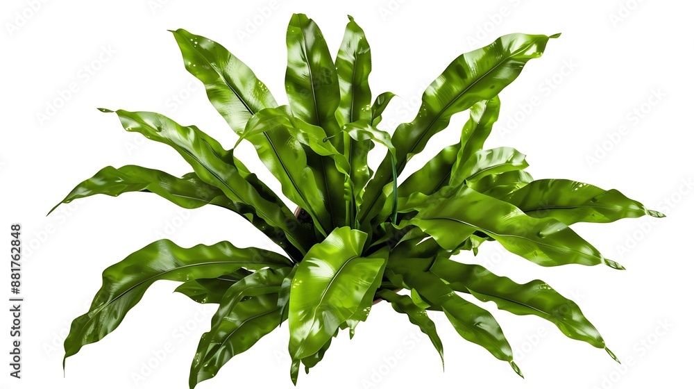 Aufkleber Birds Nest Fern or Asplenium nidus is one of the several popular and beautiful ferns grown as house plantsNature plant isolated on white background with clipping path : Generative AI
