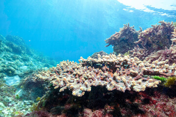 テーブルサンゴに住む可愛いフタスジリュウキュウスズメダイ、ミツボシクロスズメダイ（スズメダイ科）、ヤリカタギ（チョウチョウウオ科）の幼魚他。

東京都伊豆諸島式根島 - 2021年3月
Reticulated Dascyllus (Dascyllus reticulatus),
Threespot dascyllus (Dascyllus trimaculatus),