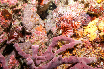 広げた羽根が美しいキリンミノ（フサカサゴ科）。

東京都伊豆諸島式根島 - 2021年3月

The Beautiful Zebra turkeyfish (Dendrochirus zebra) and others. 

