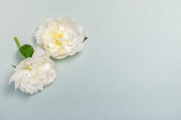 Blank mockup with two white peony flowers on a greenish background with copy space.