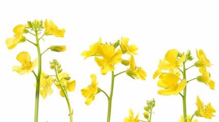 A closeup of bright yellow canola flowers showcasing their delicate petals and green stems isolated on a white background Clipping path included : Generative AI