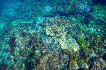 素晴らしいサンゴ礁のツノダシ（ツノダシ科）、キホシスズメダイ（スズメダイ科）、ヤマブキベラ（ベラ科）他の群れ。
東京都伊豆諸島式根島 - 2021年Moorish Idol (Zanclus cornutus) orthern yellow-spotted chromis (Chromis yamakawai) Yellow-brown wrasse (Thalassoma lutescens)
