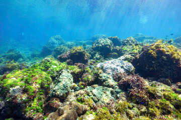 素晴らしいサンゴ礁のツノダシ（ツノダシ科）、キホシスズメダイ（スズメダイ科）、ヤマブキベラ（ベラ科）他の群れ。
東京都伊豆諸島式根島 - 2021年Moorish Idol (Zanclus cornutus) orthern yellow-spotted chromis (Chromis yamakawai) Yellow-brown wrasse (Thalassoma lutescens)
