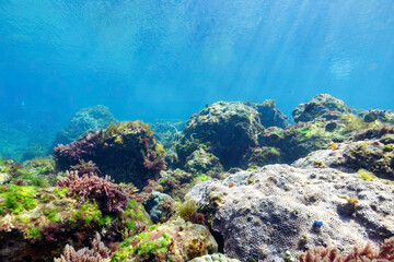 素晴らしいサンゴ礁のツノダシ（ツノダシ科）、キホシスズメダイ（スズメダイ科）、ヤマブキベラ（ベラ科）他の群れ。
東京都伊豆諸島式根島 - 2021年Moorish Idol (Zanclus cornutus) orthern yellow-spotted chromis (Chromis yamakawai) Yellow-brown wrasse (Thalassoma lutescens)
