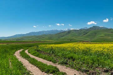 Road rut through a yellow rapeseed field and flowering meadows against the backdrop of green...