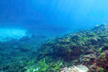美しいウスバハギ（カワハギ科）他。

東京都伊豆諸島式根島 - 2021年3月

Beautiful Unicorn leatherjacke filefish (Aluterus monoceros) and others.
