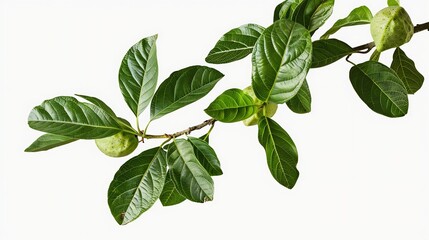 Fototapeta premium closeup of fresh green leafy guava plant isolated on transparent background png : Generative AI