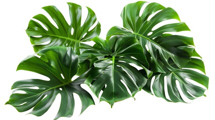 Monstera philodendron leaves tropical plant evergreen vine isolated on white background clipping path include : Generative AI