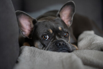 Französische Bulldogge
