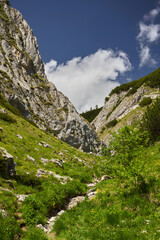 Summer alpine landscape