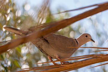 Grey dove on a branch daytime