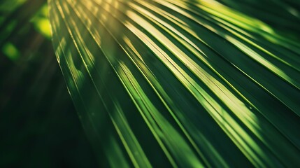 Obraz premium Abstract texture background Palm leaf Beautiful light shadow on a large palm leaf Tropical leaf texture Striped palm foliage in rain forest Palm leaves Sun shining on a radiating gre : Generative AI