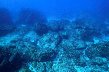 大きく美しいツバメウオ（ツバメウオ属）他の群れ。

東京都伊豆諸島式根島 - 2021年3月

A school of large, beautiful Longfin Batfish (Platax teira) and others.
