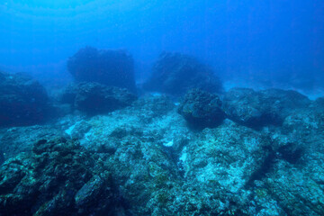大きく美しいツバメウオ（ツバメウオ属）他の群れ。

東京都伊豆諸島式根島 - 2021年3月

A school of large, beautiful Longfin Batfish (Platax teira) and others.
