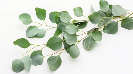 Eucalyptus branches on a white isolated background : Generative AI