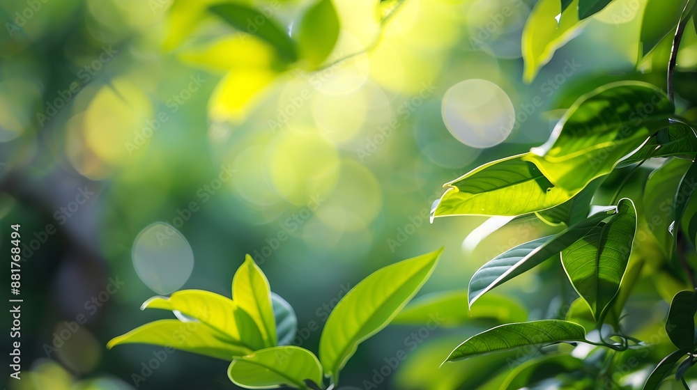 Poster nature view of green leaf on blurred greenery background in garden with copy space using as backgrou