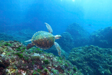 サンゴ礁をゆったりと泳ぐ大きく美しいアオウミガメ（ウミガメ科）。

東京都伊豆諸島式根島 - 2021年3月


Large, beautiful green sea turtles (Chelonia mydas) swim leisurely through coral reefs.
