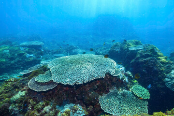 素晴らしいサンゴ礁のツノダシ（ツノダシ科）、キホシスズメダイ（スズメダイ科）、ヤマブキベラ（ベラ科）他の群れ
東京都伊豆諸島式根島 - 2021年3月
Moorish Idol (Zanclus cornutus) orthern yellow-spotted chromis (Chromis yamakawai) Yellow-brown wrasse (Thalassoma lutescens
