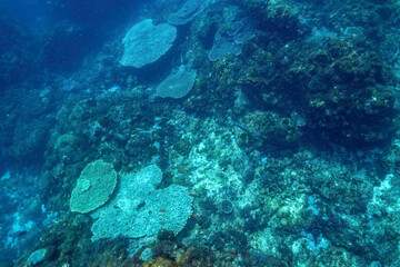 美しいウスバハギ（カワハギ科）他。

東京都伊豆諸島式根島 - 2021年3月

Beautiful Unicorn leatherjacke filefish (Aluterus monoceros) and others.
