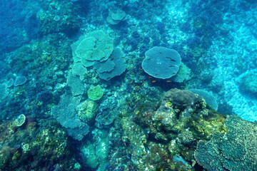 素晴らしいサンゴ礁のトラウツボ（ウツボ科）、キンギョハナダイ（ハナダイ亜科）、キホシスズメダイ（スズメダイ科）、ヤマブキベラ（ベラ科）他の群れ
東京都伊豆諸島式根島-2021年3月
Dragon Moray (Enchelycore pardalis)
Sea Goldie (Pseudanthias squamipinnis)
orthern yellow-spotted chromis 