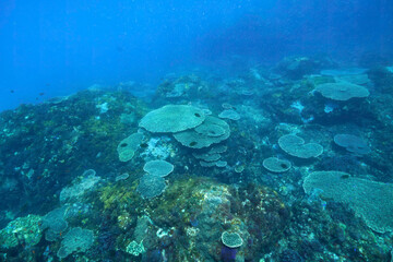 Fototapeta premium 素晴らしいサンゴ礁のトラウツボ（ウツボ科）、キンギョハナダイ（ハナダイ亜科）、キホシスズメダイ（スズメダイ科）、ヤマブキベラ（ベラ科）他の群れ 東京都伊豆諸島式根島-2021年3月 Dragon Moray (Enchelycore pardalis) Sea Goldie (Pseudanthias squamipinnis) orthern yellow-spotted chromis 