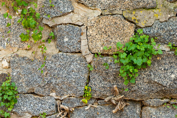 stone wall with ivy growing on it