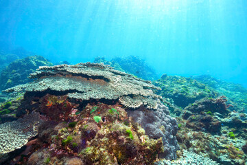 Obraz premium テーブルサンゴに住む可愛いフタスジリュウキュウスズメダイ、ミツボシクロスズメダイ（スズメダイ科）、ヤリカタギ（チョウチョウウオ科）の幼魚他 東京都伊豆諸島式根島-2021年3月 Chevron Butterflyfish (Chaetodon trifascialis) Reticulated Dascyllus (Dascyllus reticulatus) Threespot dascyllu