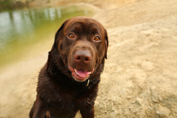 Close up portrait of a brown labrador on the beach