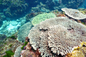 テーブルサンゴに住む可愛いフタスジリュウキュウスズメダイ、ミツボシクロスズメダイ（スズメダイ科）、ヤリカタギ（チョウチョウウオ科）の幼魚他
東京都伊豆諸島式根島-2021年3月
Chevron Butterflyfish (Chaetodon trifascialis)
Reticulated Dascyllus (Dascyllus reticulatus)
Threespot dascyllu