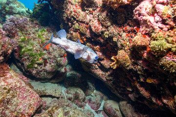 美しく大きなイシガキフグ（ハリセンボン科）。

東京都伊豆諸島式根島 - 2021年3月

The Beautiful Big Pacific Burrfish (Chilomycterus reticulatus).
