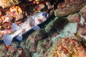 美しく大きなイシガキフグ（ハリセンボン科）。

東京都伊豆諸島式根島 - 2021年3月

The Beautiful Big Pacific Burrfish (Chilomycterus reticulatus).

