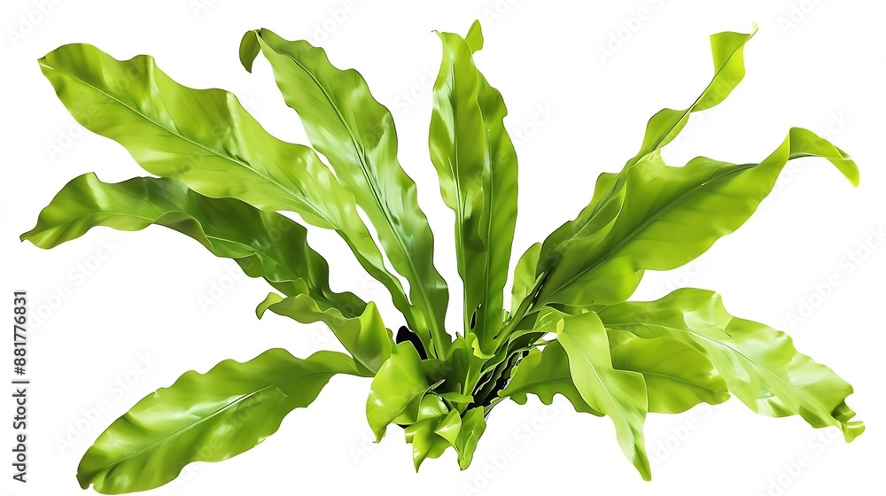 Aufkleber birds nest fern or asplenium nidus is one of the several popular and beautiful ferns grown as house 