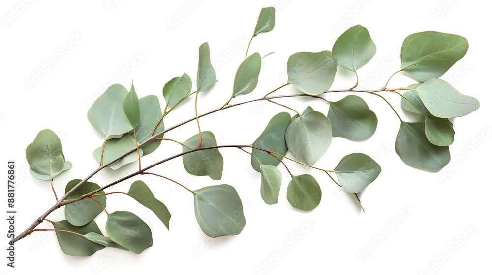 Poster eucalyptus branches on a white isolated background : generative ai