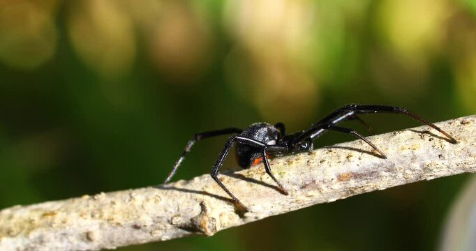 Static closeup video of a Southern Black Widow Latrodectus mactans  on a branch.