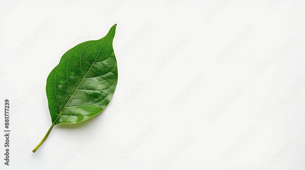 Aufkleber Fresh green single leaf just plucked from the branch isolated on white background with high resolution : Generative AI
