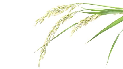 Closeup Rice ear with leaf isolated on white background : Generative AI